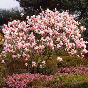 magnólia soulagena, magnólia, magnolia, magnolia soulagena, ružová magnólia