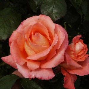 ruža die welth, ruza die welth, lososová ruža, ruža lososovej farby, oranžová ruža, oranzova ruza