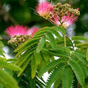 albícia, albicia, albícia čokoládová, albizia julibrissin summer chocolate, albícia julibrissin, albizia julibrissin ombrella