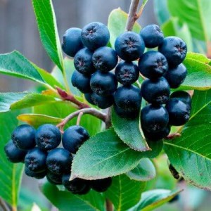 arónia čiernoplodá, jarabina, jarabina čierna, aronia, arónia, arónia čiernoplodá hugin, aronia melanocarpa hugin, arónia čerešňolistá viking, aronia prunifolia viking