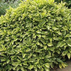 aukuba, aukuba japonská variegata, aukuba japonska crotonifolia, aukuba japonska variegata