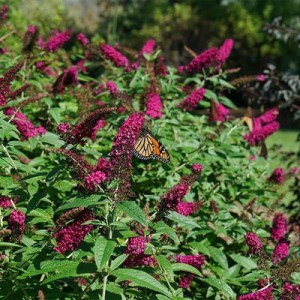 budleja, buddleja