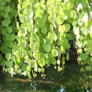 cercidovník, cercidovnik, cercidiphyllum japonicum, cercidiphyllum japonicum glow ball, cercidiphyllum japonicum pendulum, cercidovník japonský, cercidovník japonský pendulum, cercidovník japonský glowball, cercidovník tvar viackmeň