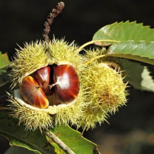 gaštan, gaštan jedlý, castanea sativa, gaštan jedlý magical bowl, castanea sativa magical bowl, gaštan jedlý variegata, castanea sativa variegata