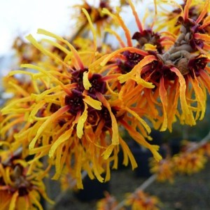 hamamelis, hammamelis, hamamel, hammamel, hamamelis prostredný jelena, hamamelis prostredný diane, hamamelis prostredný pallida