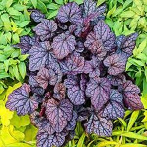 heuchera, heuchery