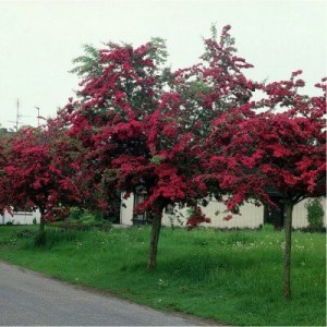 hloh, hlohy, hloh krivokališný, crataegus laevigata pauls scarlet, crataegus