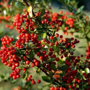 hlohyňa, hlohyna, hlohyňa šarlátová , pyracantha coccinea golden charmer, pyracantha coccinea red column, pyracantha coccinea