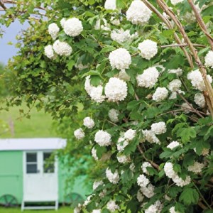 hortenzia popínavá, hortenzia popinava, hortenzia, hortenzia, hydrangea petiolaris, hydrangea