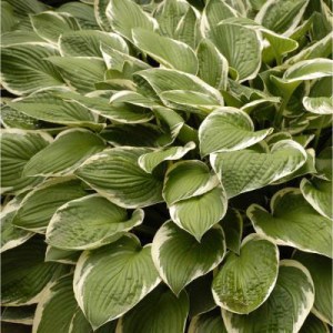 hosta, hosty