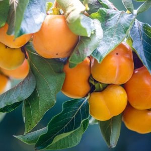 hurmikaki, ebenovník rajčiakový, diospyros kaki, dyospyros kaki