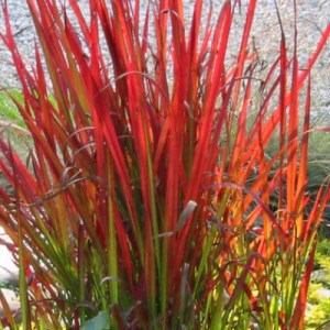 imperata, imperata cylindrica red baron, imperata cylindrica