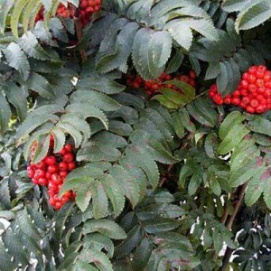 jarabina, jarabiny, sorbus thuringiaca fastigiata, sorbus, jarabina vtáčia, sorbus aucuparia, jarabina turingová fastigiata, jarabina koehneana, sorbus koehneana, jarabina vtáčia edulis, sorbus aucuparia edulis, jarabina viackmeň, jarabina vtáčia wetra, 