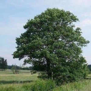 jelša, jalsa, jelse, jelša lepkavá, jelša sivá, alnus, alnus glutinosa gaertn, alnus glutinosa, alnus incana moench, alnus, alnus incana, jelša lepkavá imperialis, alnus glutinosa imperialis