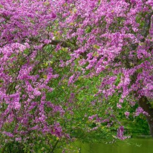 judášovec, judasovec, judášovec strukovitý, cercis siliquastrum, judášovec kanadský forest pansy, cercis canadensis forest pansy, judášovec čínsky avondale, cercis chinensis avondale, judášovec kanadský ruby falls, rubínové vodopády,  cercis canadensis r