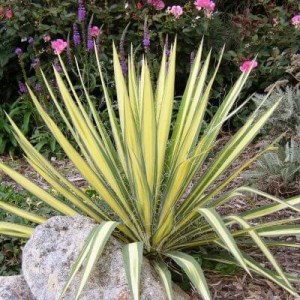 juka,yucca,juka flaccida golden sword, yucca flaccida golden sword,juka gloriosa variegata, yucca gloriosa variegata,juka ivory tower,yucca filamentosa ivory tower,juka vláknitá filamentosa,yucca filamentosa