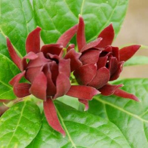 kalykant, calycanthus floridus, calycanthus, kalykant floridský