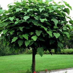 katalpa, katalpy, katalpa bignóniovitá, catalpa bignonioides nana, katalpa bignóniovitá nana 130-150cm, katalpa bignóniovitá nana 160-180cm, katalpa bignóniovitá nana 220-240cm, katalpa bignóniovitá nana 350-400cm, katalpa bignóniovitá 300-350cm, katalpa