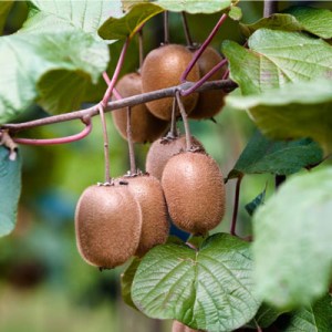 kiwi, actinidia, kiwi jenny, kiwi issai, kiwi weiki