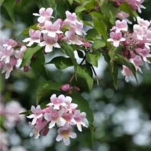 kolkvícia, kolkvicia, kolkvícia ľúbezná, kolkwitzia amabilis pink cloud, kolkwitzia, kolkwitzia amabilis