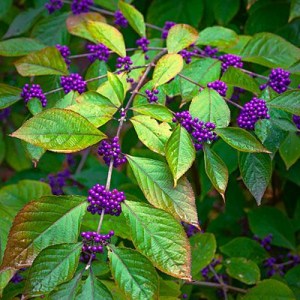 krásnoplod, krásnoplody, callicarpa bodinieri profusion, callicarpa, krásnoplodka bodinierova, krásnoplodka