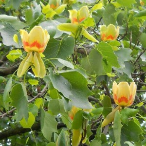 ľaliovník, liriodendron, laliovnik, liriodendron tulipifera aureomarginatum, liriodendron tulipifera fastigiatum, ľaliovník tulipánokvetý, ľaliovník tulipánokvetý aureomarginatum, ľaliovník tulipánokvetý fastigiatum