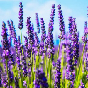 levanduľa lekárska munstead, lavandula angustifolia munstead, levanduľa, levandula, levanduľa lekárska, levanduľa úzkolistá dwarf blue, lavandula angustifolia dwarf blue, levanduľa úzkolistá