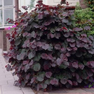 lieska, liesky, lieska obyčajná, corylus avellana contorta, lieska najväčšia purpurová, corylus maxima purpurea, lieska obyčajná garibaldi, lieska turecká, lieska pokrútená red majestic, lieska obyčajná annys red dwarf na kmienku