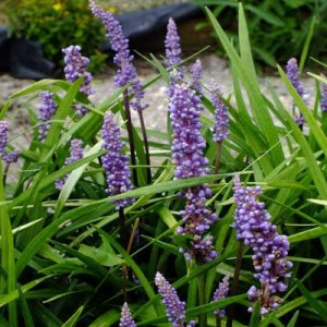 liriope, liriope muscari big blue