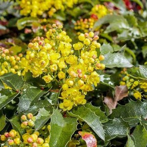 mahónia, mahonia, mahonia, mahonia aquifolium