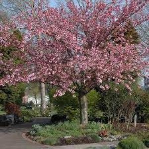 okrasná čerešňa, okrasné čerešne, čerešňa pílkatá , sakura kanzan, prunus serrulata kanzan, čerešňa pílkatá kiku shidare, previsnutá sakura, prunus serrulata kiku shidare, čerešňa royal burgundy, prunus serrulata royal burgundy, sakura, sakury, okrasná č