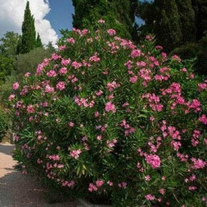 oleander, oleandre, nerium oleander