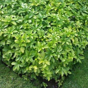 pachysandra, pachysandry