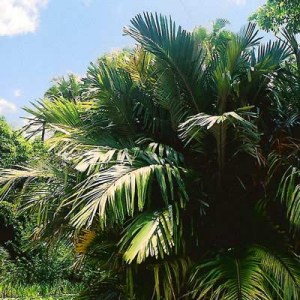 palmy, palma, mrazuvzdorné palmy, interiérové palmy