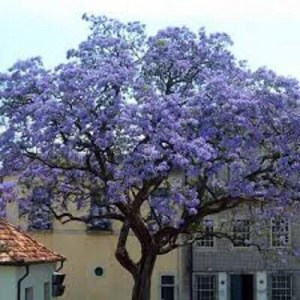 paulovnia, paulownia, paulovnie, strom šťasta, paulownia tomentosa