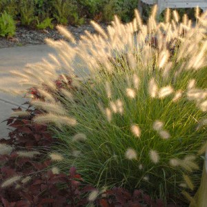 perovec, perovec psiarkovitý, pennisetum alopecuroides, pennisetum, perovec psiarkovitý little bunny, pennisetum alopecuroides little bunny, perovec psiarkovitý hameln, pennisetum alopecuroides hameln, perovec psiarkovitý red head, pennisetum alopecuroid