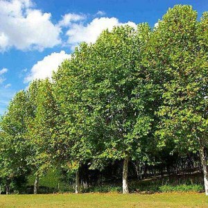 platan, platany, platan javorolistý, platanus acerifolia, platan javorolistý alphens globe, platanus acerifolia alphens globe