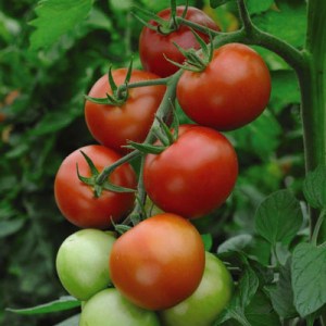 priesady zeleniny, priesady, priesady paradajok, priesady paprík, priesady uhoriek