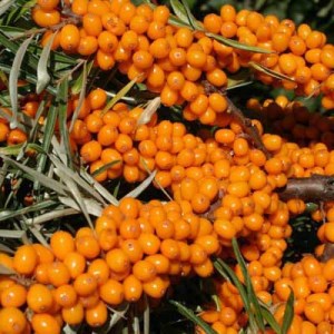 rakytník, rakytníky, rakytník sluníčko, rakutník pollmix, hippophae, rakytník rašetliakový friesdorfer orange, hippophae rhamnoides friesdorfer orange