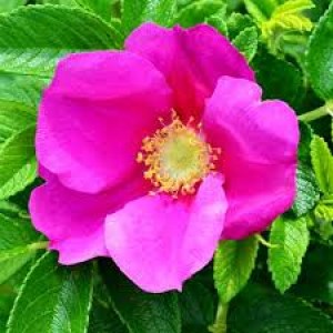 ruža, ruže, ruza, ruža die welth, ruža ingrid bergman, ruža landora, ruža vráskavá, rosa rugosa rubra, ruža pôdopokryvná the fairy, rosa rugosa, rosa, ruža popínavá, ruža popínavá 40-60cm, ruža popínavá 175-200cm, ruža popínavá červená sympatia, ruža pop