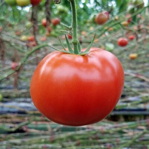 priesady paradajok, priesada paradajky, paradajka, paradajky, sadenice paradajok