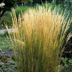 smlz, calamagrostis, calamagrostis karl foerster, calamagrostis acutifolia karl foerster, smlz rákosovitá, calamagrostis brachitrycha, smlz ostrokvetý overdam, calamagrostis acutiflora overdam