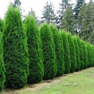 tuja západná smaragd, thuja occidentalis smaragd, tuja západná brabant, thuja occidentalis brabant, tuja západná danica, thuja occidentalis danica.tuja východná aurea nana, tuja západná danica aurea, tuja západná rheingold, tuja západná sunkist, tuja záp