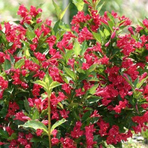 vajgela,vajgela floridská moulin rouge,weigela florida moulin rouge,vajgela floridská, weigela florida alexandra,vajgela ružová florida nana variegata,weigela florida nana variegata, vajgela milk and honey, vajgela bristol snowflake, vajgela marjorie, va