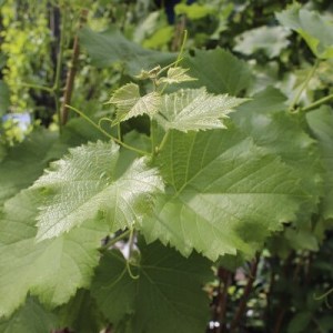 vinič, vinič lilia, vinič sugraone seedless, vinič moldova, vinič nero tmavomodrý, vinič arkadia zlatožltý, vinič jupiter ružový bezsemenný