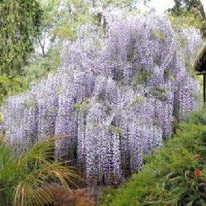 vistéria,visteria,wisteria,vistéria čínska,wisteria sinensis, vistéria čínska alba, wisteria sinensis alba, vistéria kvetnatá rosea, wisteria sinensis rosea, vistéria vrúbľovaná