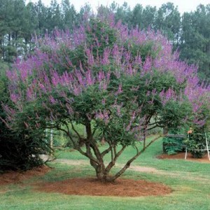 vitex, vitex agnus castus albus, vitex agnus castus, vitex jahňací