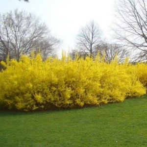 zlatý dážď,zlaty dazd,forsythia,zlatý dážď minigold,zlatovka prostredná,forsythia intermedia mini gold,zlatovka,zlatý dážď prostredný,forsythia intermedia Lynwood