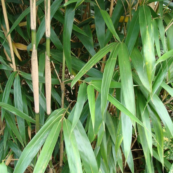bambus metake, metake, bambus, bambusy, phyllostachys metake, phyllostachys