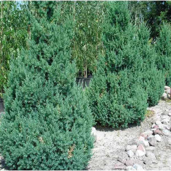 borievka čínska stricta, juniperus chinensis stricta, borievka stricta, borievky stricta, borievka, borievky, borievka čínska